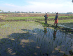 Tingkatkan Hasil Panen Padi, Babinsa Koramil Mantingan Turun Langsung ke Sawah