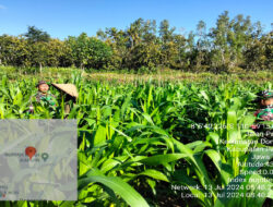 Dukung Hanpngan, Babinsa 0801/11 Bantu Warga Merawat Tanaman Jagung