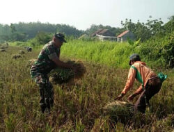 Turun Tangan Langsung Sertu Joko Bantu Panen Padi