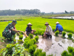 Babinsa Menjadi Mitra Terpercaya dalam Membantu Tanam Padi untuk Kesejahteraan Petani Desa Wonotolo