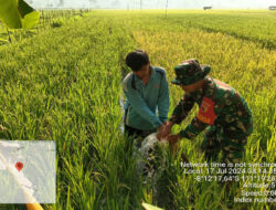 Tingkatkan Ketahanan Pangan, Babinsa Koramil 0801/07 Ngadirojo Lakukan Pendampingan Petani Padi