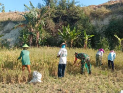 Babinsa Panen Padi Bersama Poktan Tani Mituhu