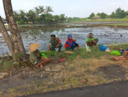 Babinsa Sawit Dengarkan Kendala Petani Lewat Komsos