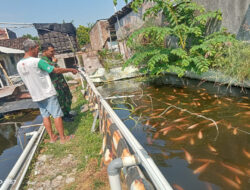 Tingkatkan Ketahanan Pangan, Babinsa Pajang Berikan Motivasi Kepada Peternak Ikan