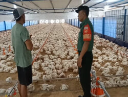 Babinsa Turun Langsung, Pantau Peternak Ayam Potong Pastikan Ketersediaan Pangan Aman