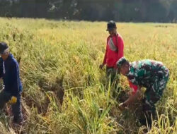 Babinsa Berjibaku, Bantu Petani Panen Padi di Tengah Musim Panen