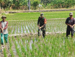 Dukung Ketahanan Pangan, Babinsa Karangasem Tak Segan Turun Ke Sawah Dampingi Petani