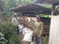 Warga Sukses Ternak Kambing, Anggota Satgas TMMD ke 121 Desa Selur Terinspirasi