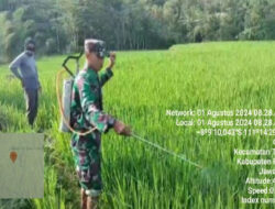 Pendampingan Hanpangan, Babinsa 0801/08 Tulakan Bantu Petani Penyemprotam Hama