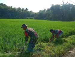 Terjun Langsung ke Sawah, Serma Sugiyo Bantu Petani Cabuti Rumput