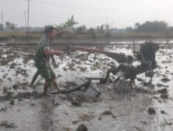 Babinsa Bantu Petani Bajak Sawah