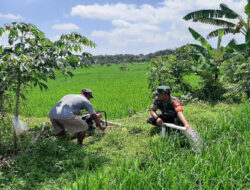 Babinsa Bantu Pengairan Sawah Guna Optimalkan Keberhasilan Panen Padi