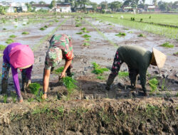 Guna Mendukung Petani Dalam Meningkatkan Produksi Pertanian, Babinsa Saradan Bantu Tanam Padi