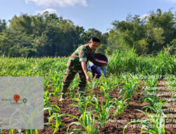 Sukseskan Program Pemerintah, Babinsa Koramil 0801/11 Donorojo Bantu Pemupukan Tanaman Jagung