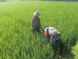 Babinsa Berjibaku dengan Gulma, Dorong Meningkatnya Hasil Panen Petani