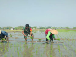 Babinsa Turun Sawah, Bantu Petani Tanam Padi