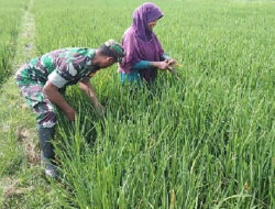 Babinsa Tak Takut Kotor, Bantu Cabut Gulma Demi Hasil Panen yang Maksimal