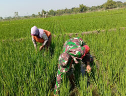 Wujudkan Ketahanan Pangan, Babinsa Kodim 0805/Ngawi Membantu Petani menyiangi Gulma Tanaman padi Disawah