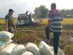 Peduli Pertanian Diwilayah, Babinsa Koramil 0805/03 Geneng Bantu Petani Panen Padi