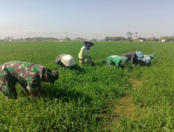 Babinsa Koramil Kwadungan Dampingi Petani Padi di Wilayah Binaannya