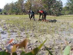 Babinsa Koramil Karanganyar Aktif Lakukan Pendampingan Kepada Petani di Wilayah