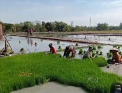 Babinsa Kedunggalar Terjun Langsung ke Sawah untuk Tingkatkan Hasil Panen dan Kualitas Padi