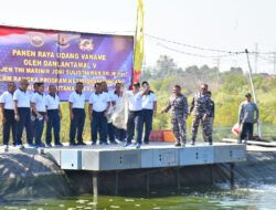 Program Ketahanan Pangan Lantamal V Panen Raya Udang Vaname