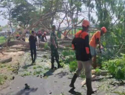 Cegah Kerawanan Pohon Tumbang, Babinsa Koramil 0805/02 Paron Bersama Warga Tebang Pohon di Area Jalan