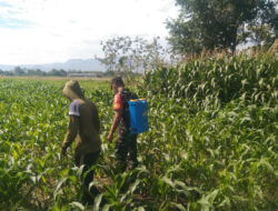 Babinsa Kodim 0802/Ponorogo Bantu Warga Semprot Hama Tanaman Jagung