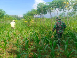 Tingkatkan Ketahanan Pangan, Babinsa Koramil Mantingan Bantu Petani Rawat Tanaman Jagung