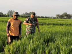 Babinsa Berikan Pendampingan, Penyemprotan Padi Milik Petani