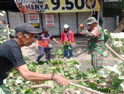 Demi Keselamatan Warga, Babinsa Penumping Terjun Ke Lapangan Bantu Pemangkasan Pohon