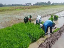 Babinsa Turun Tangan Bantu Petani Cabut Benih Padi, Wujudkan Sinergitas TNI dan Petani