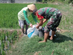 Babinsa Bantu Petani Pupuk Tanaman Padi, Dukung Ketahanan Pangan