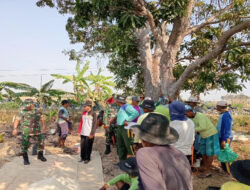 Babinsa Koramil Kembangbahu Laksanakan Pendampingan Pengendalian Hama Tikus Bersama PPL