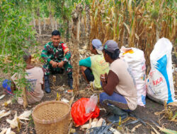 Soal Ketahanan Pangan,Babinsa Juwangi Juga Motivasi Kepada Petani Jagung