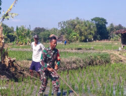 Babinsa Simo Tak Segan Bantu Matun Petani