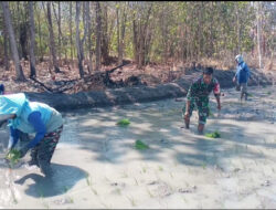 Peculi Pertanian di Wilayah, Babinsa Koramil Karanganyar Bantu Petani Tanam Padi