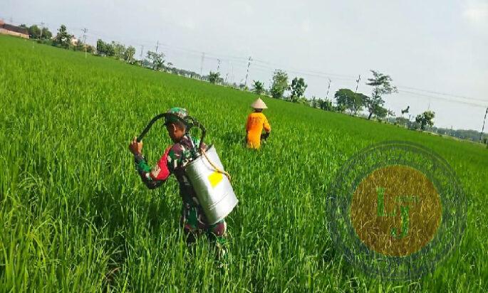 Babinsa Turun Langsung Bantu Petani Semprot Hama Padi