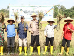 Kapolres Lingga Panen Padi Sawah di Desa Lanjut desa ketahanan pangan