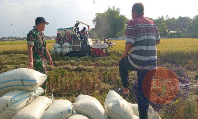 Babinsa Koramil Geneng Dampingi Petani Panen Padi