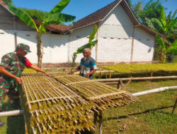 Warga Desa Sembung Tanam Tembakau Berkat Peran Babinsa