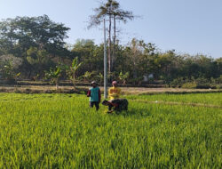 Babinsa Berikan Solusi Praktis Bantu Petani Penyiangan Gulma di Lahan Pertanian