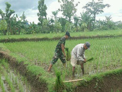 Pendampingan Petani, Babinsa Kodim 0802/Ponorogo Bantu Rawat Tanaman Padi