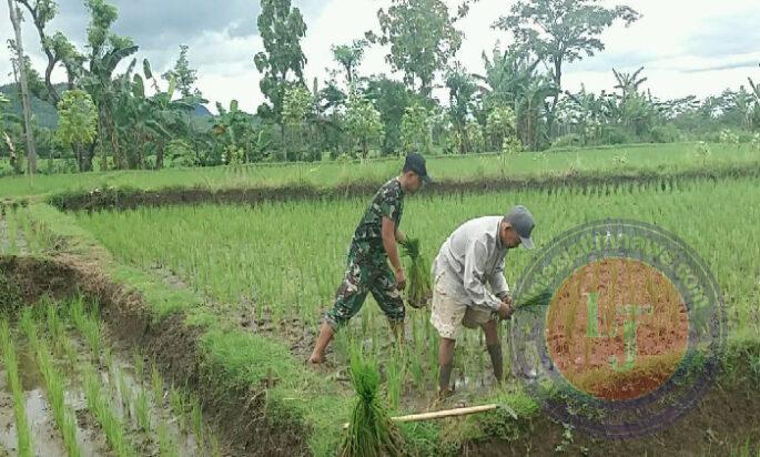 Pendampingan Petani, Babinsa Kodim 0802/Ponorogo Bantu Rawat Tanaman Padi