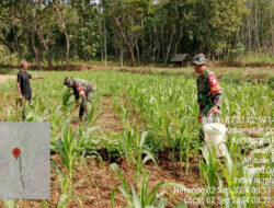 Laksanakan Hanpangan di Wilayah Binaannya, Ini Harapan Babinsa Ramil 0801/11 Donorojo