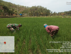 Babinsa Koramil 0801/09 Sudimoro Bantu Petani Lakukan Penyiangan Tanaman Padi