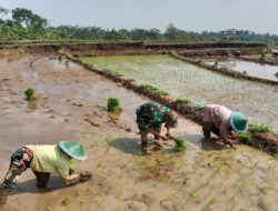 Babinsa Ngrambe Dukung Ketahanan Pangan, dengan Terjun Langsung Tanam Padi Bersama Petani