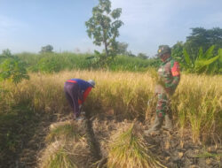 Bantu Warga Panen Padi, Upaya Babinsa Kodim 0802/Ponorogo Sukseskan Ketahanan Pangan