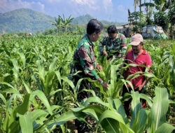 Pendampigan Hanpangan Ramil 0801/01 Pacitan Lakukan Perawatan Tanaman Jagung